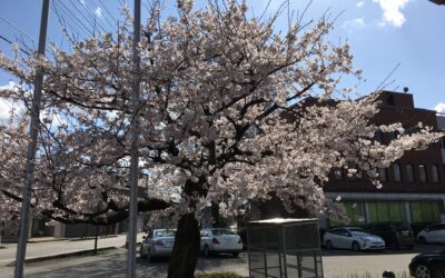 近所の桜🌸